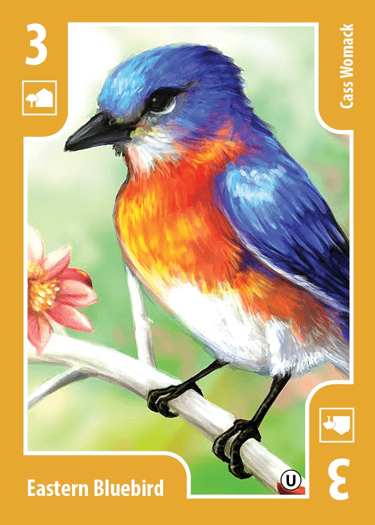 Eastern Bluebird card