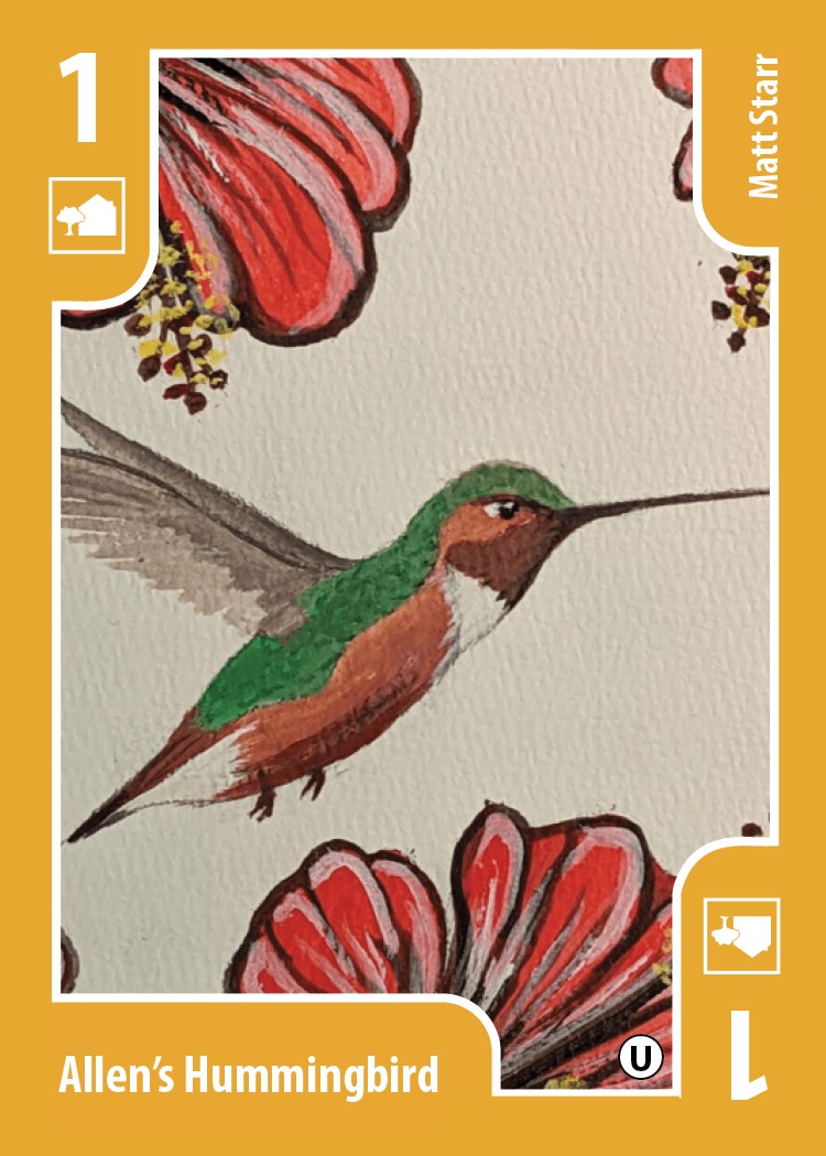 Allen's Hummingbird card
