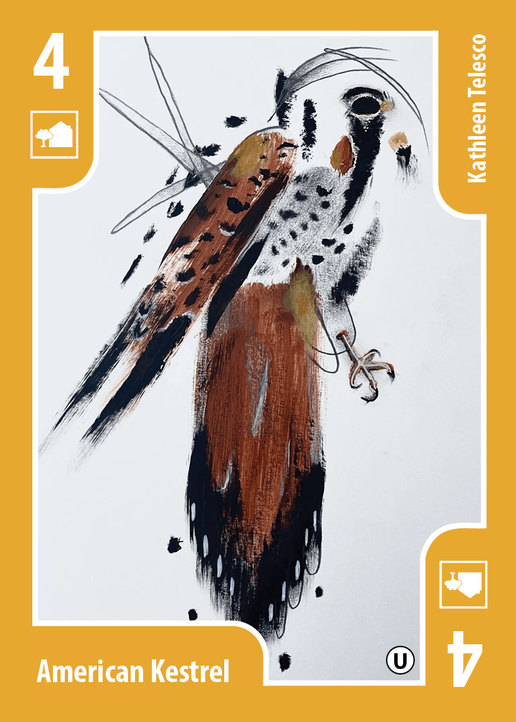 American Kestrel card