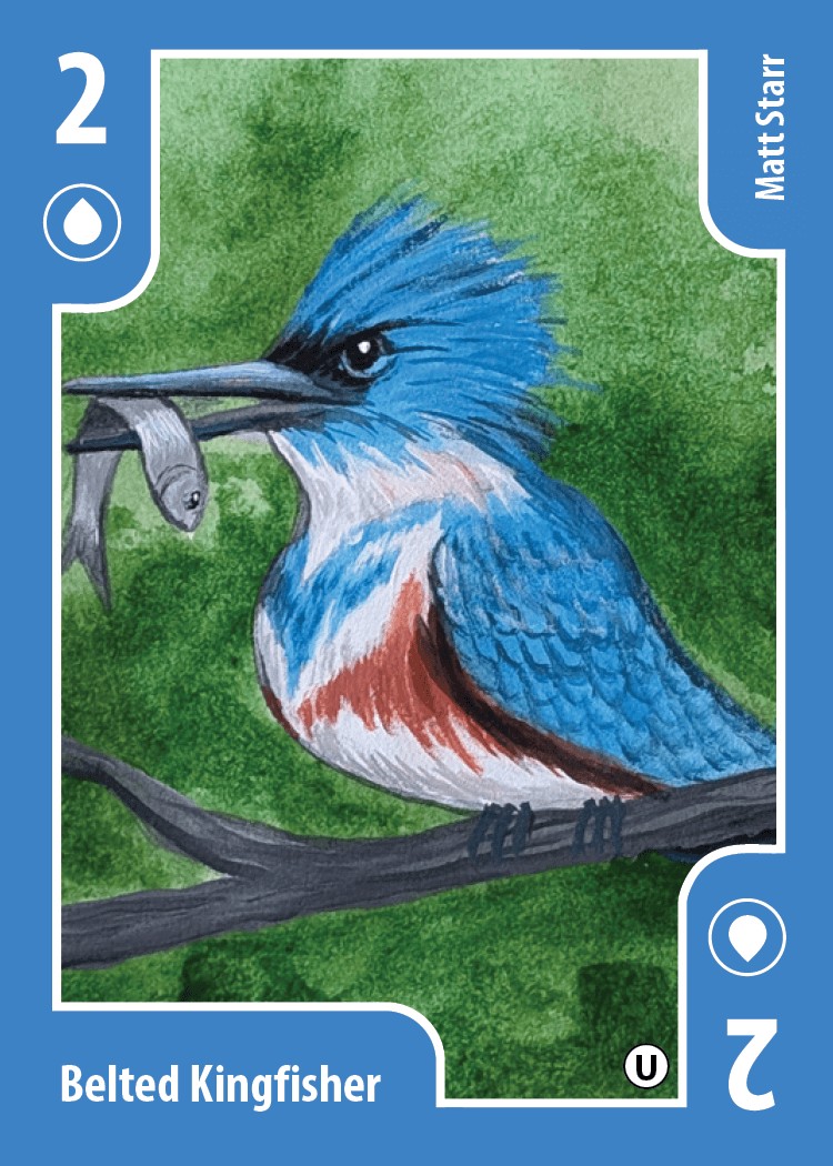 Belted Kingfisher card